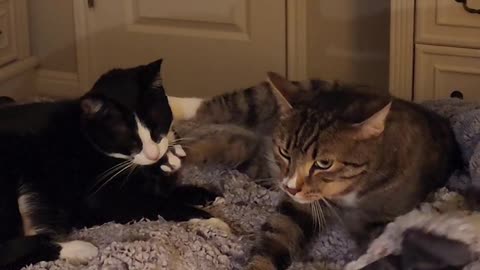 Cat Makes Back-Paw Biscuits