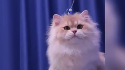 Funny animals video
