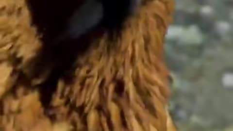 Animal activities in the wild
