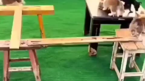 Clever dogs vs normal dogs