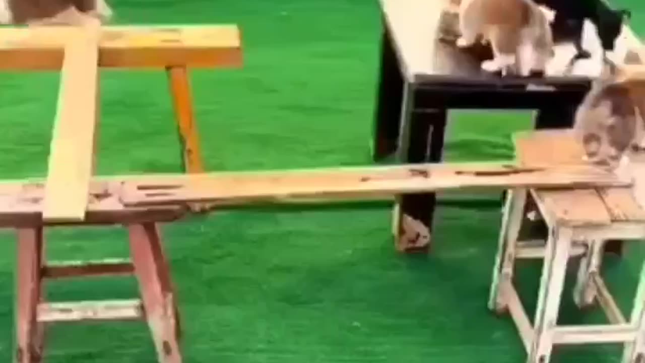 Clever dogs vs normal dogs