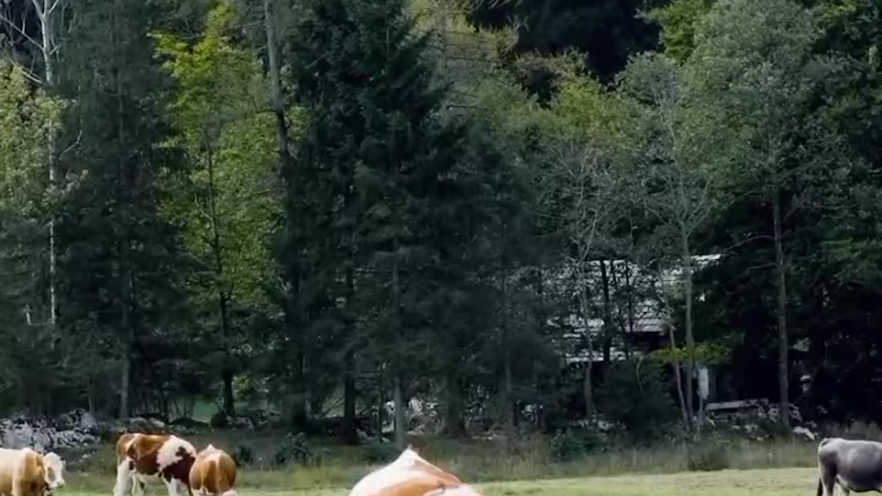 annimal video