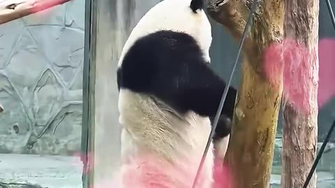 How a baby panda conquered his fear #viral #trending #shorts