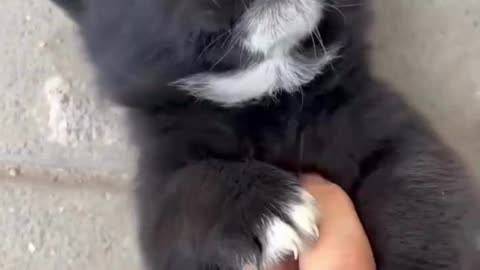 Cute puppy