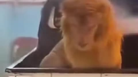 Roarrrrrr uhm what??? See it until the end