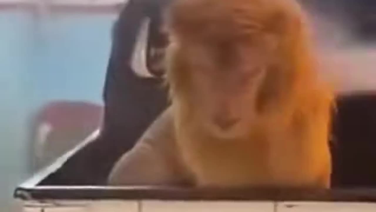 Roarrrrrr uhm what??? See it until the end