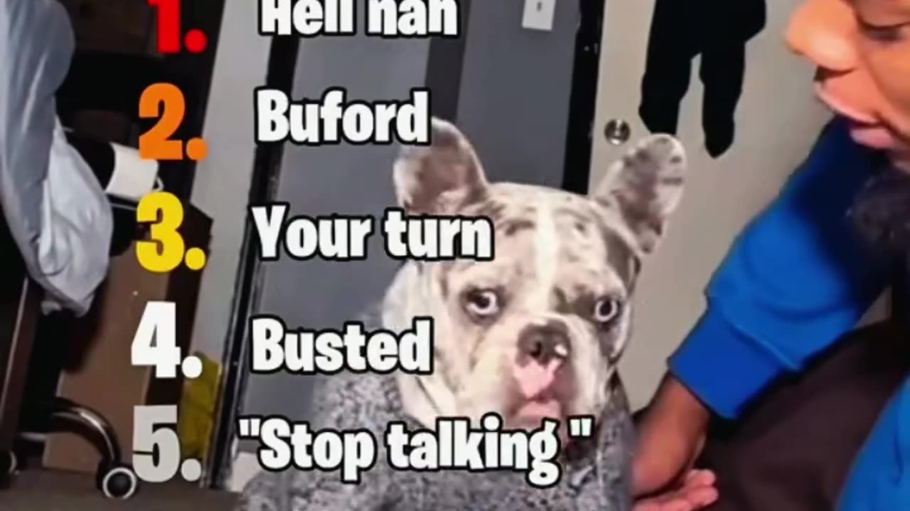 Ranking Dogs by How Well They Understand Humans (You’ll Be Surprised!)