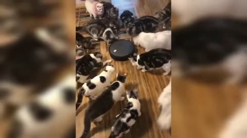 Funniest Cats And Dogs Videos