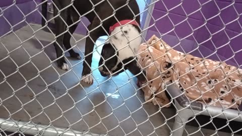 Peace 6y Pet Id 946735 kennel 9 HSSAZ shelter needed persuasion, hi value goodies_20250606_833