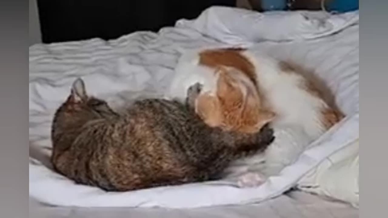 Playing cat