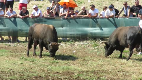 Strujica od Kumana vs Medonja od Koalicije Vojnić Šestanovac 2025