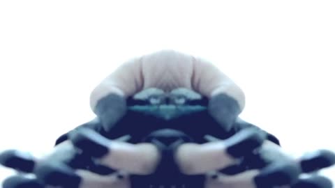 THE CULT - For The Animals ( OFFICIAL VIDEO )