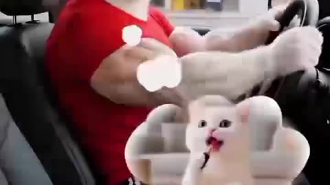 Cat Mom’s Shocking Rooftop Revenge – You Won’t Believe What Happens