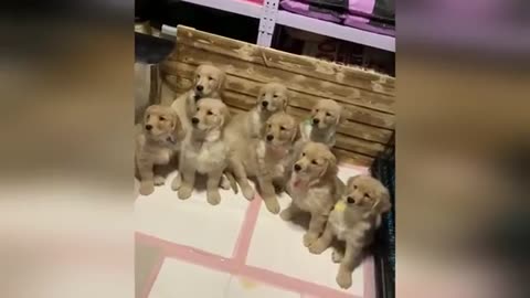 Funny animals