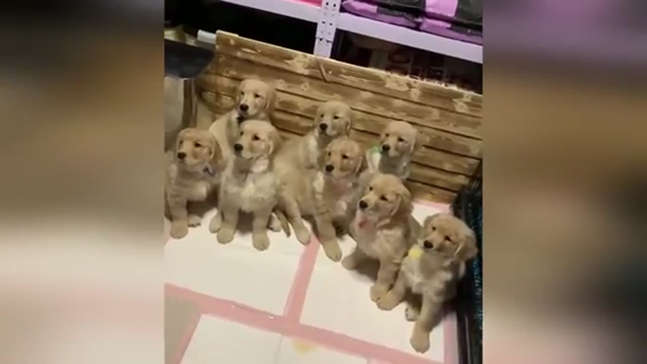 Funny animals