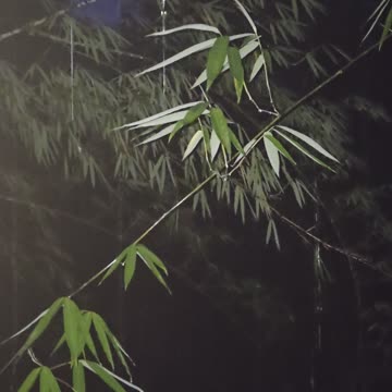 🌧️ Sounds of Night Rain at the Farm | Expat in the Philippines 🌙