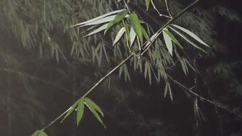 🌧️ Sounds of Night Rain at the Farm | Expat in the Philippines 🌙