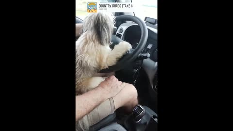 I just had to post this, MY BOY ROCKY HELPING ME DRIVE THE KIA ON SATURDAY!