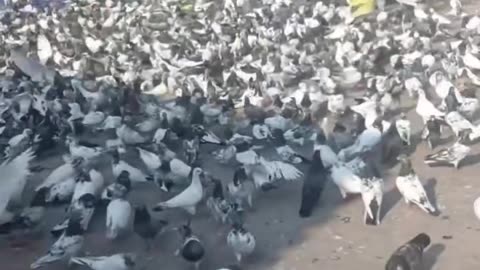 I don't understand why people would want to get rid of pigeons