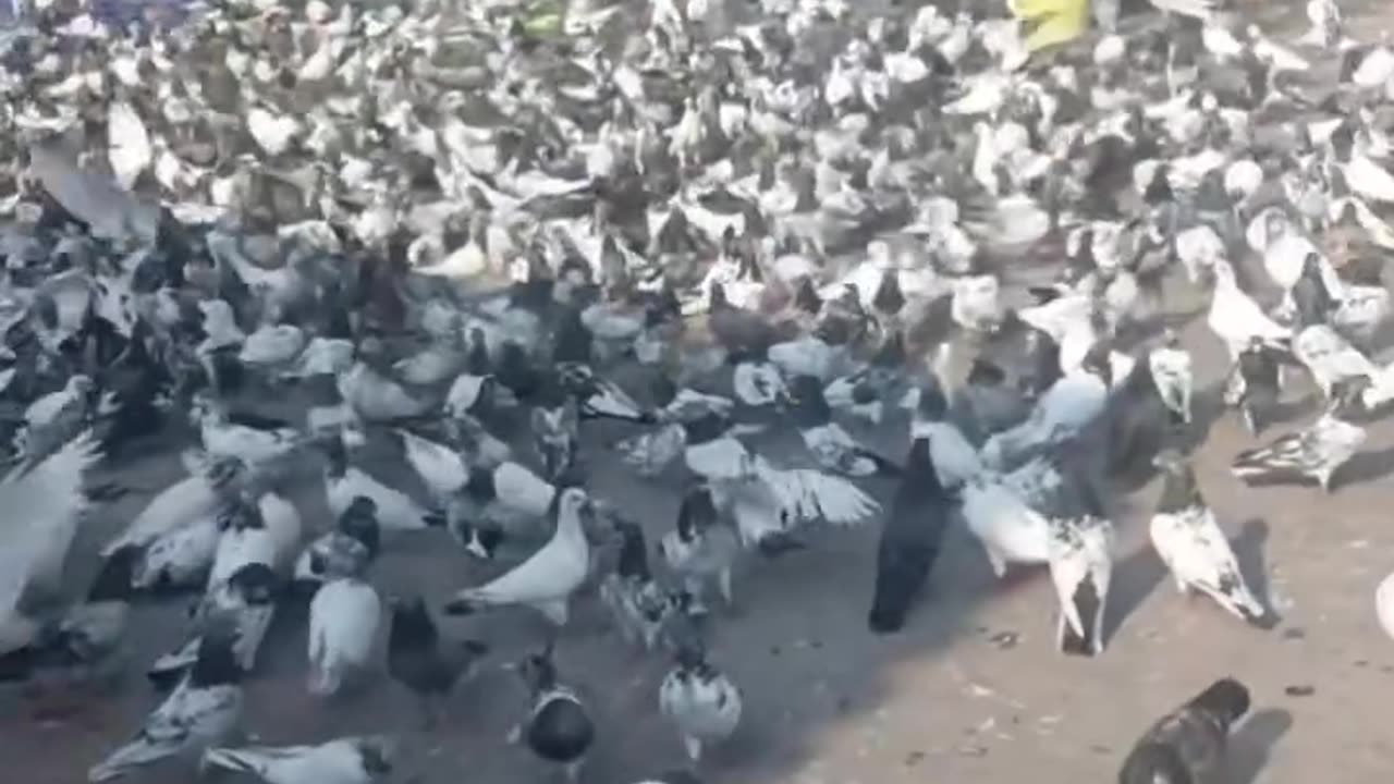I don't understand why people would want to get rid of pigeons