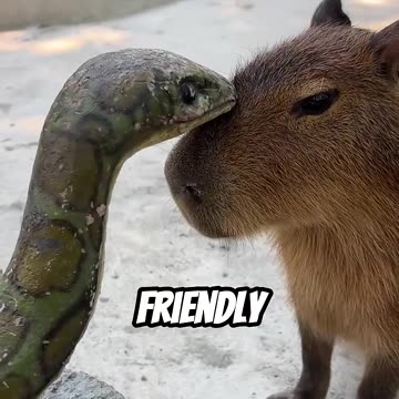 Capybaras The World’s Friendliest Animal