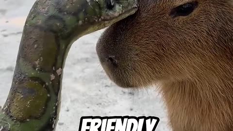 Capybaras The World’s Friendliest Animal
