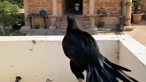Seal murge hai fite wala