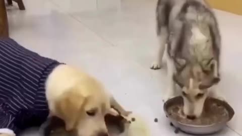 Animals Funny Video