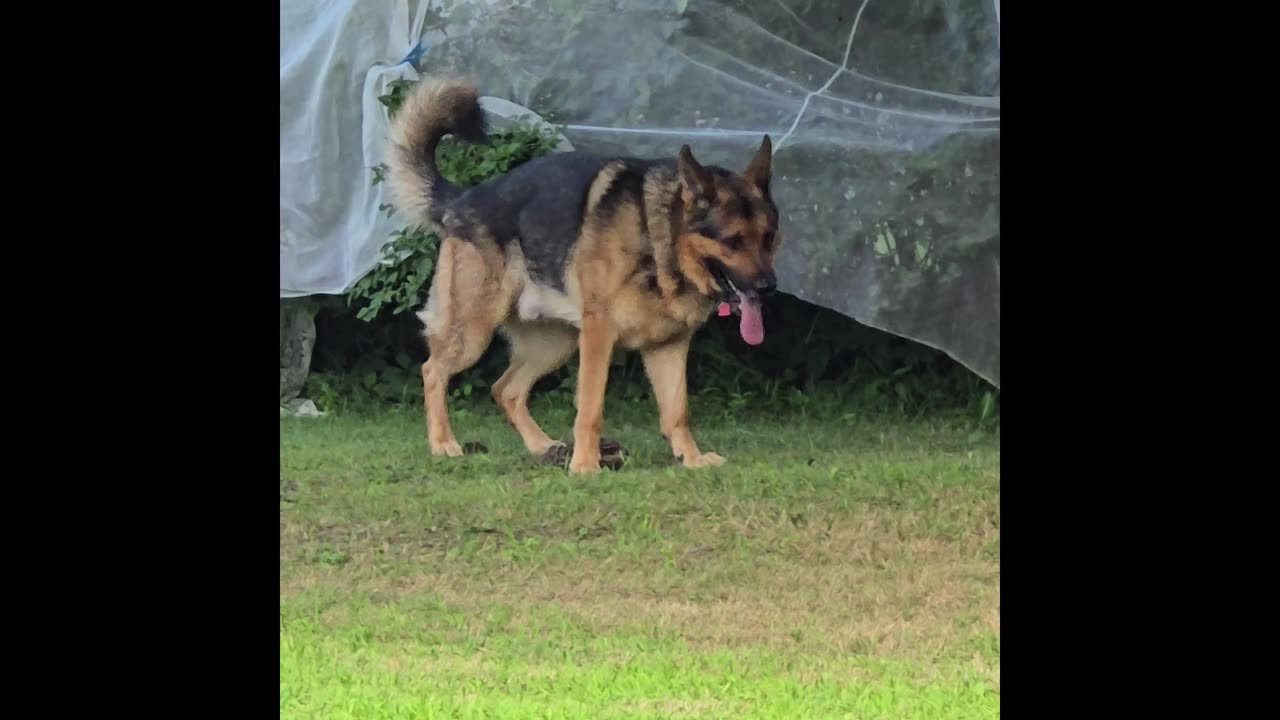 Sable german shepherd.