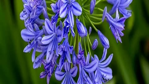 Fabulous Footballsized Lily of the Nile Plants