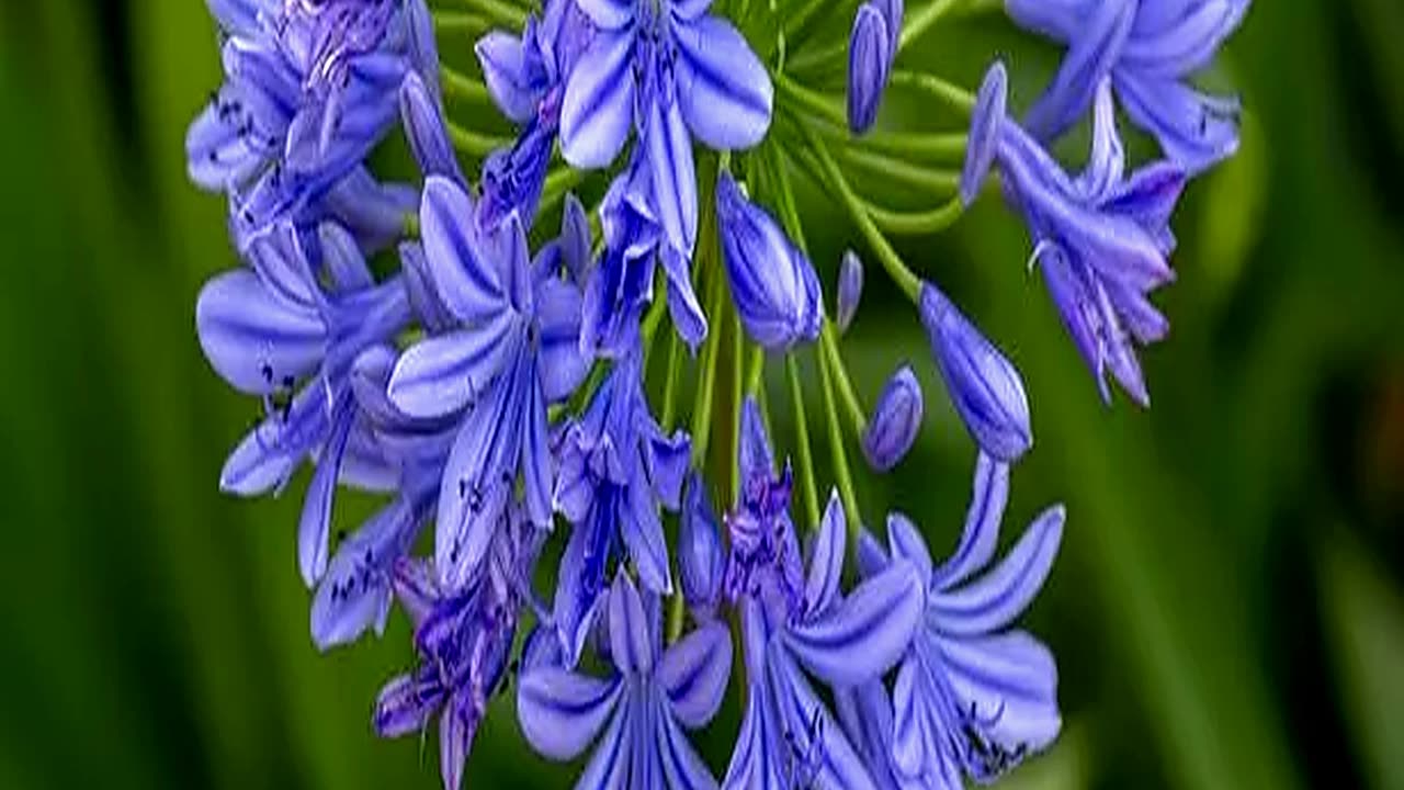 Fabulous Footballsized Lily of the Nile Plants