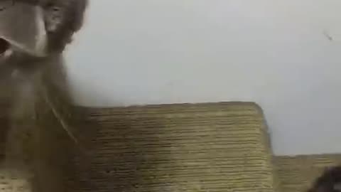 The security of having cat