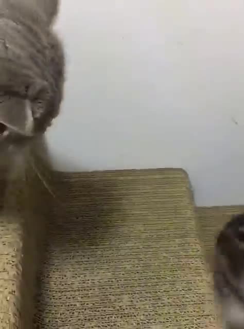 The security of having cat