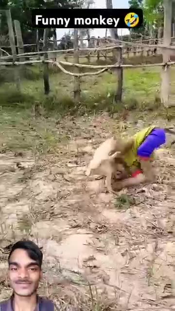 Funny Monkey Playing Around | Baby Monkey Laughing 🤣