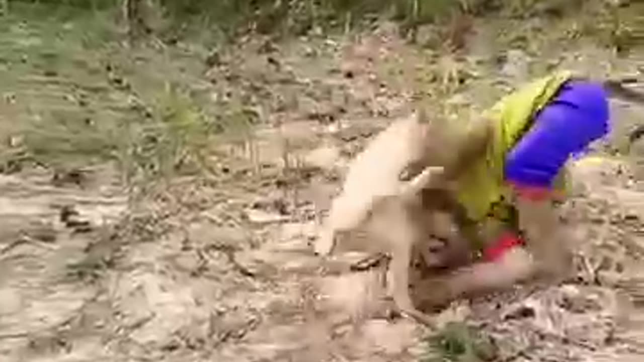 Funny Monkey Playing Around | Baby Monkey Laughing 🤣
