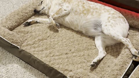 Testing Out Their New Beds