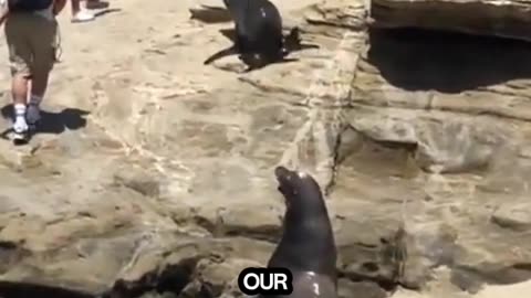 Mighty Sea Lion: Ocean’s Deepest Predator!
