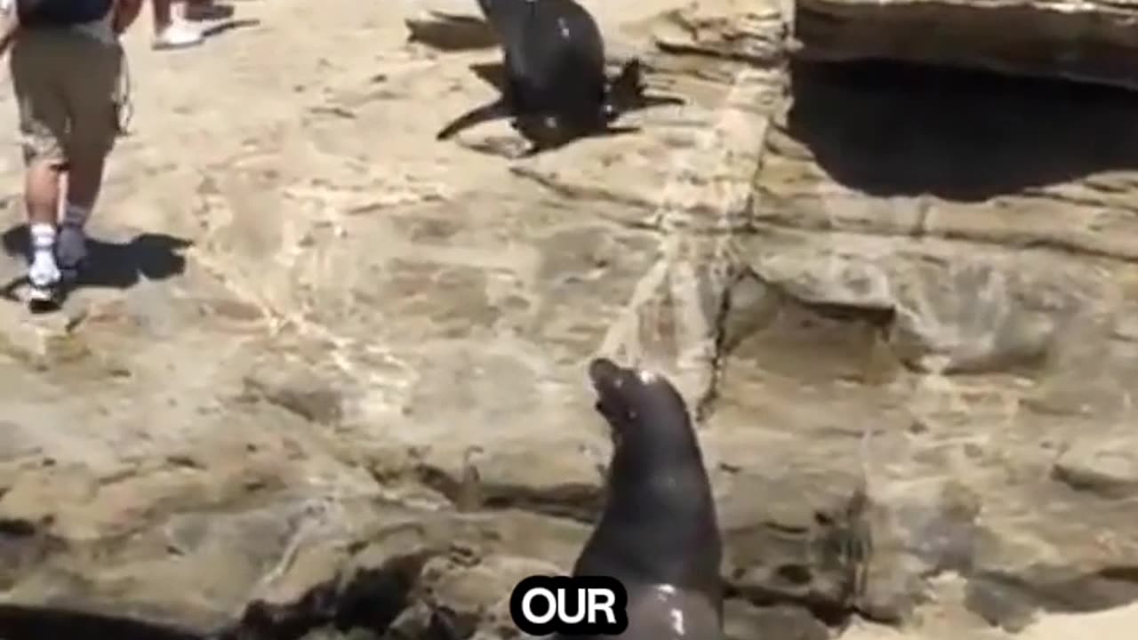 Mighty Sea Lion: Ocean’s Deepest Predator!