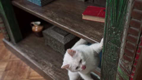 Cat singing funny