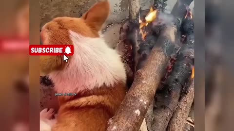 funny animal video