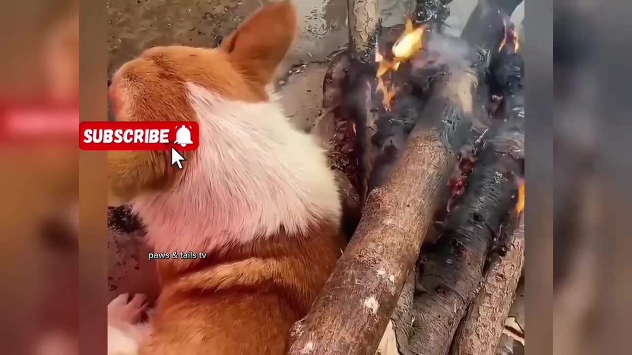 funny animal video