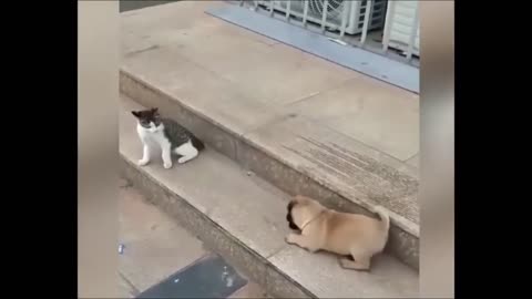 Hewan Terlucu 😅 Video Kucing dan Anjing Lucu Baru 😸🐶 Bagian 1