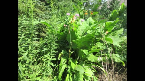 Enhancing Intuition Elecampane July 2024