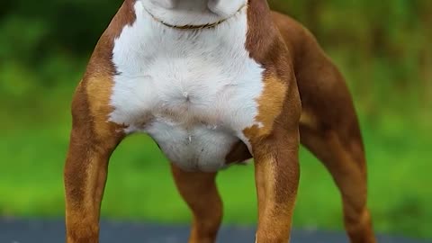 Dangerous dog