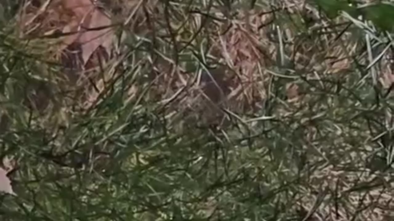 Catch #253 Randy? 33 Nappanee, Indiana meeting with what he believes is a 13 year old decoy