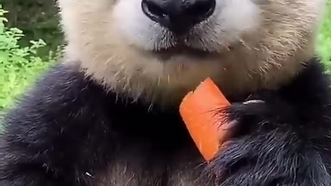 Cute Panda | Panda eating