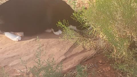 Neo hunting lizards