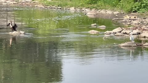 Tranquil Humber River