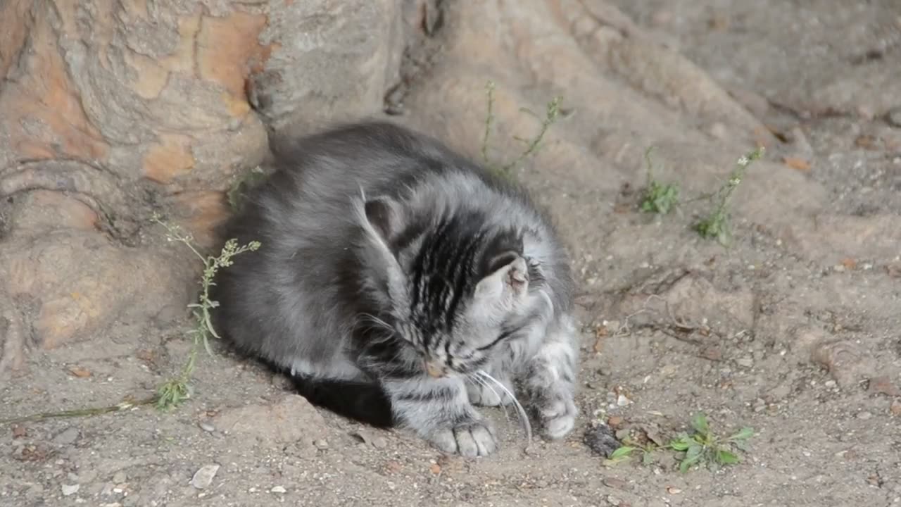 Kitten outside cleaning