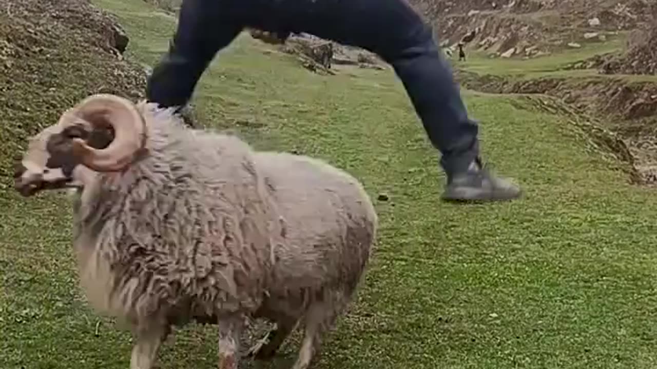 "Angry Sheep vs Jumping Man! 😂 | Epic Battle!" #shorts